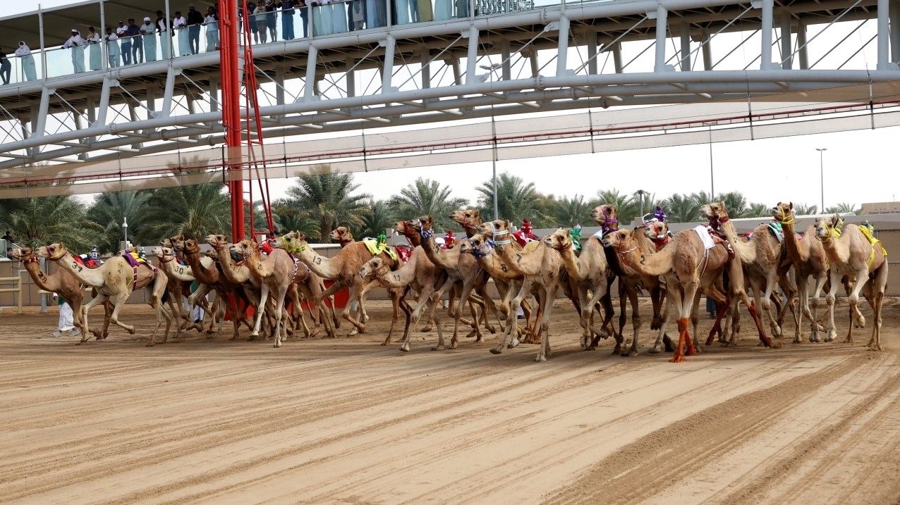 مهرجان هجن دبي